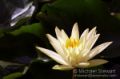 Lotus on Nagin Lake